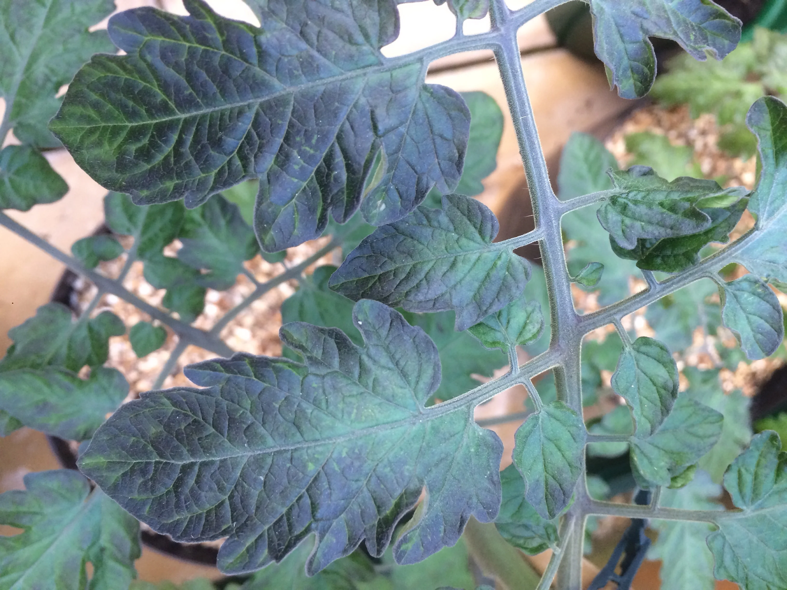 Purple Bottom Leaves and Stems on Older Seedlings