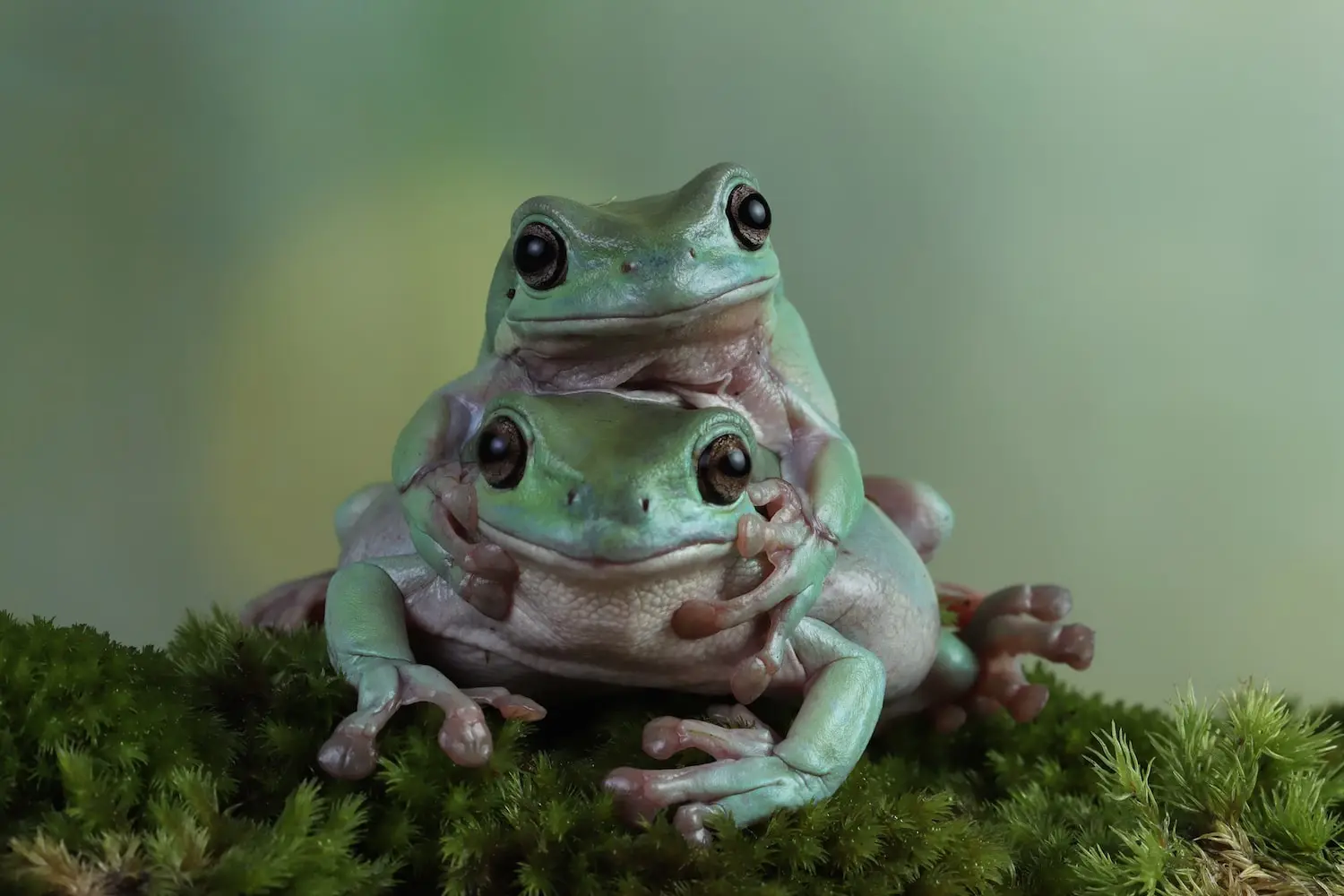  Ếch (Frogs)
