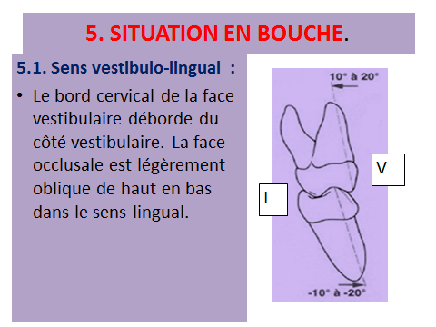 Les molaires supérieures