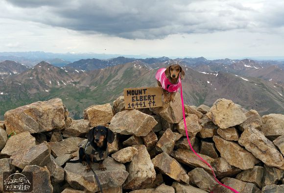 Chester and Gretel made it to the top of a 14er!