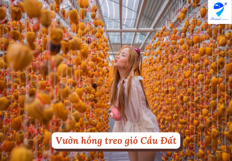 Vườn hồng treo gió Cầu Đất