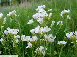 cardamine pratensis