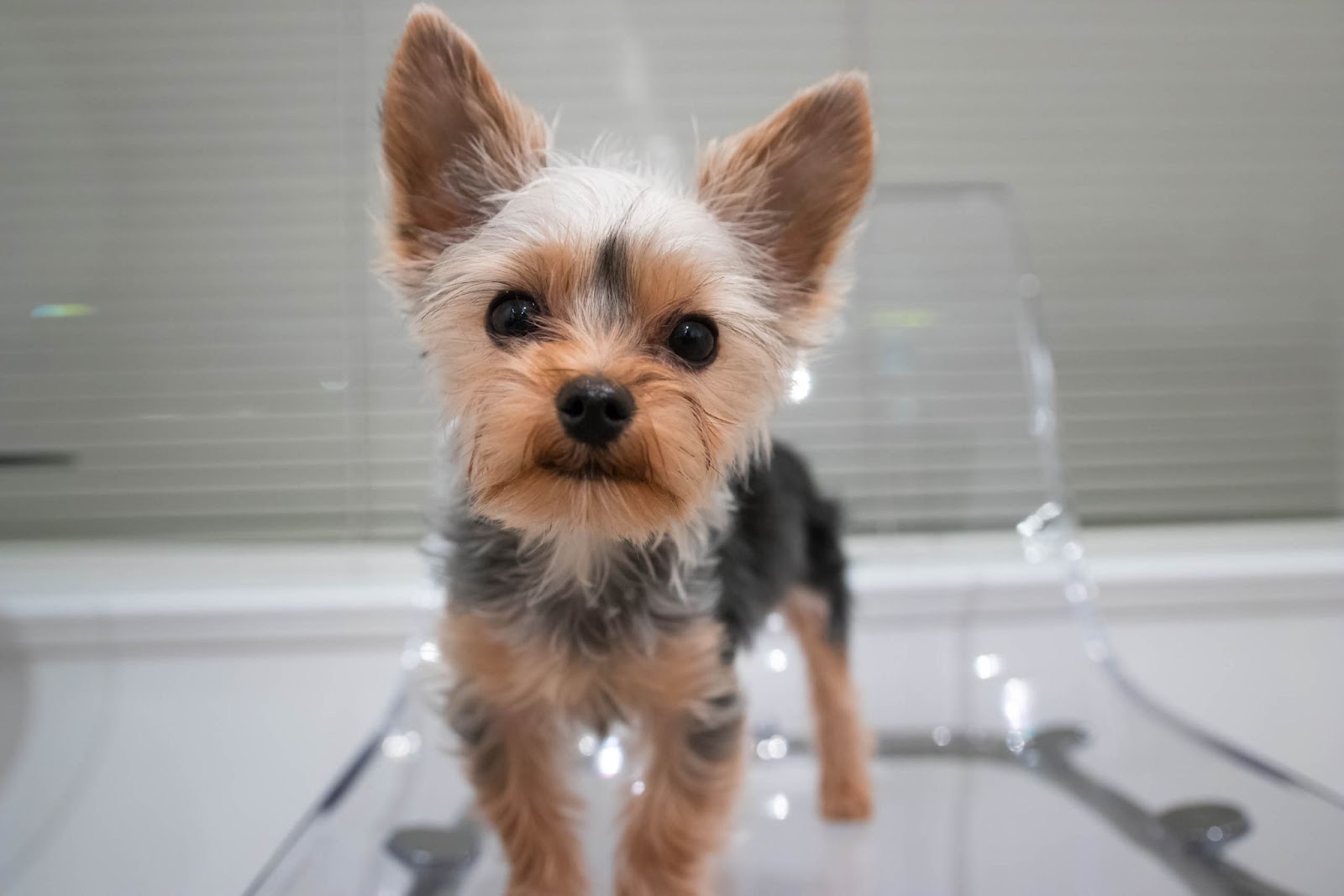 What Is the Best Haircut for a Yorkie?