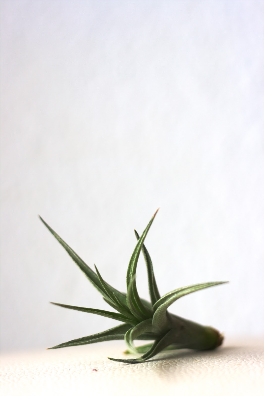 Tillandsia bergeri pup