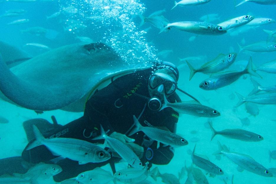 dive with fish in derawan islands