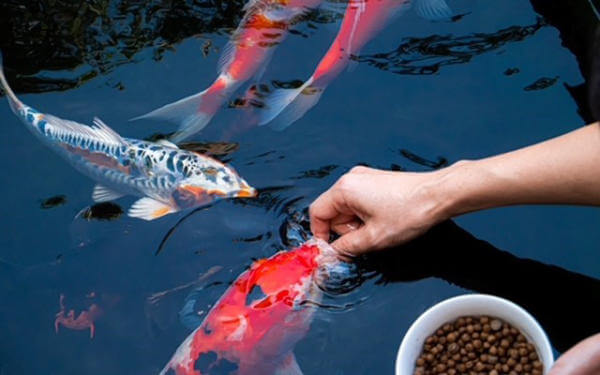 Tận dụng thời gian mùa hè để tăng màu cho cá Koi