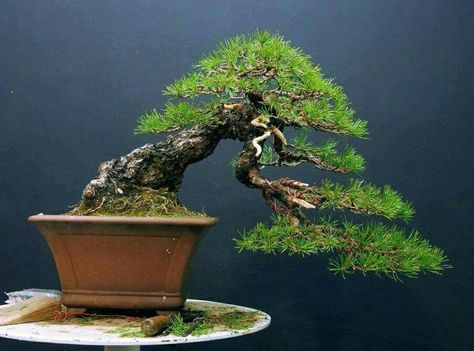 The Ultimate Bonsai Style Chart | What You Need to Know
