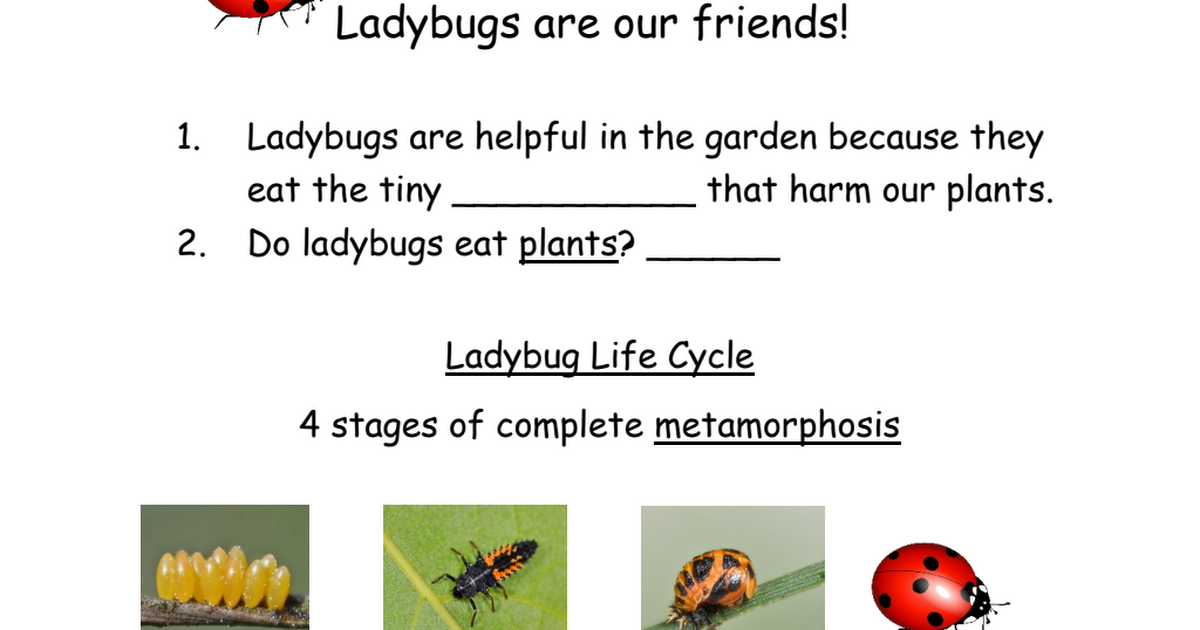Ladybugs!.pdf