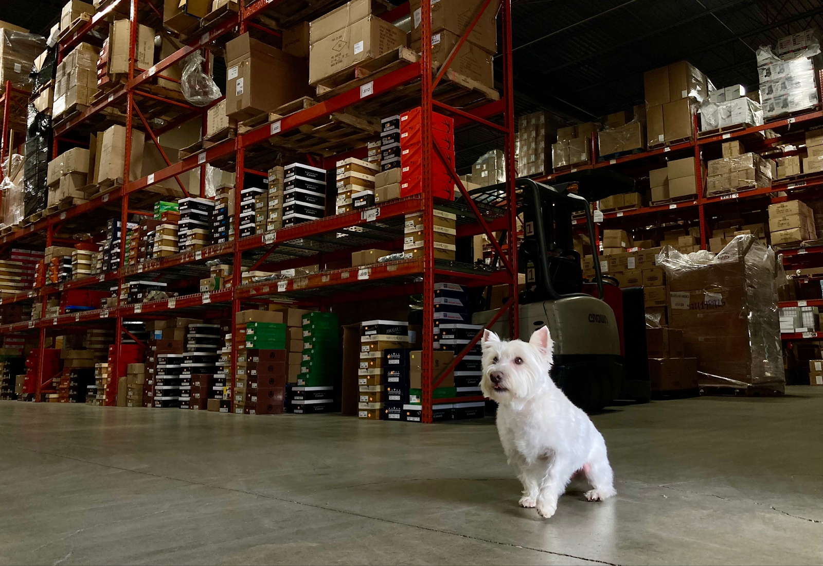 Frankie the dog in the warehouse