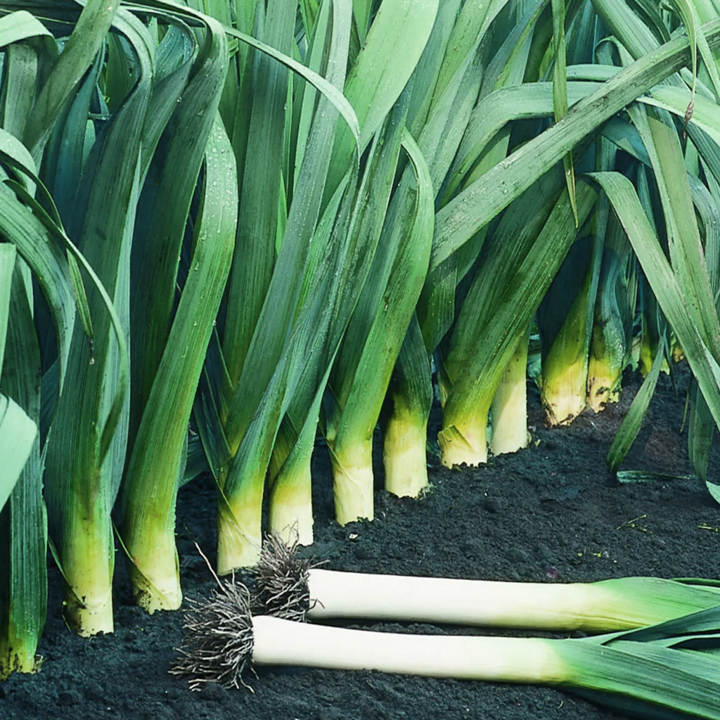 Leeks