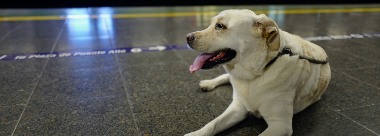 Viaja con tu mascota en MLO: ¡toma nota! - MLO