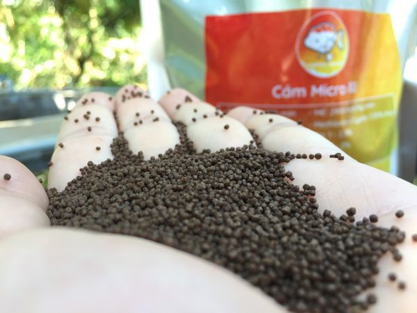 Cá betta thích ăn cám dạng viên hơn dạng mảnh