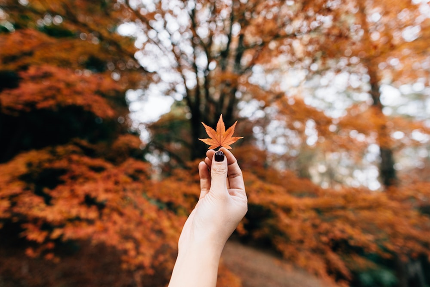 a woman holding a maple leaf
