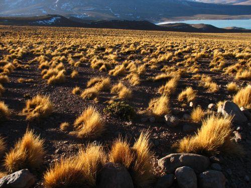 Resultado de imagen de flora de la cordillera de los andes