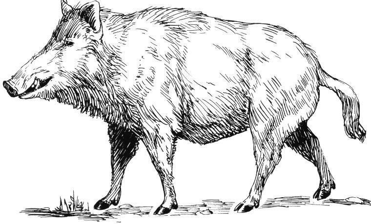 Boar.png