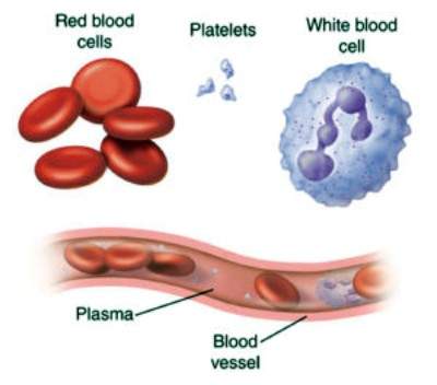                                    Different cells and cell like bodies in blood