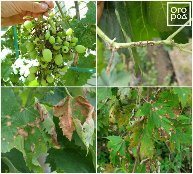 Black spots under the leaves of grapes. Causes of brown spots on grape  leaves and their treatment