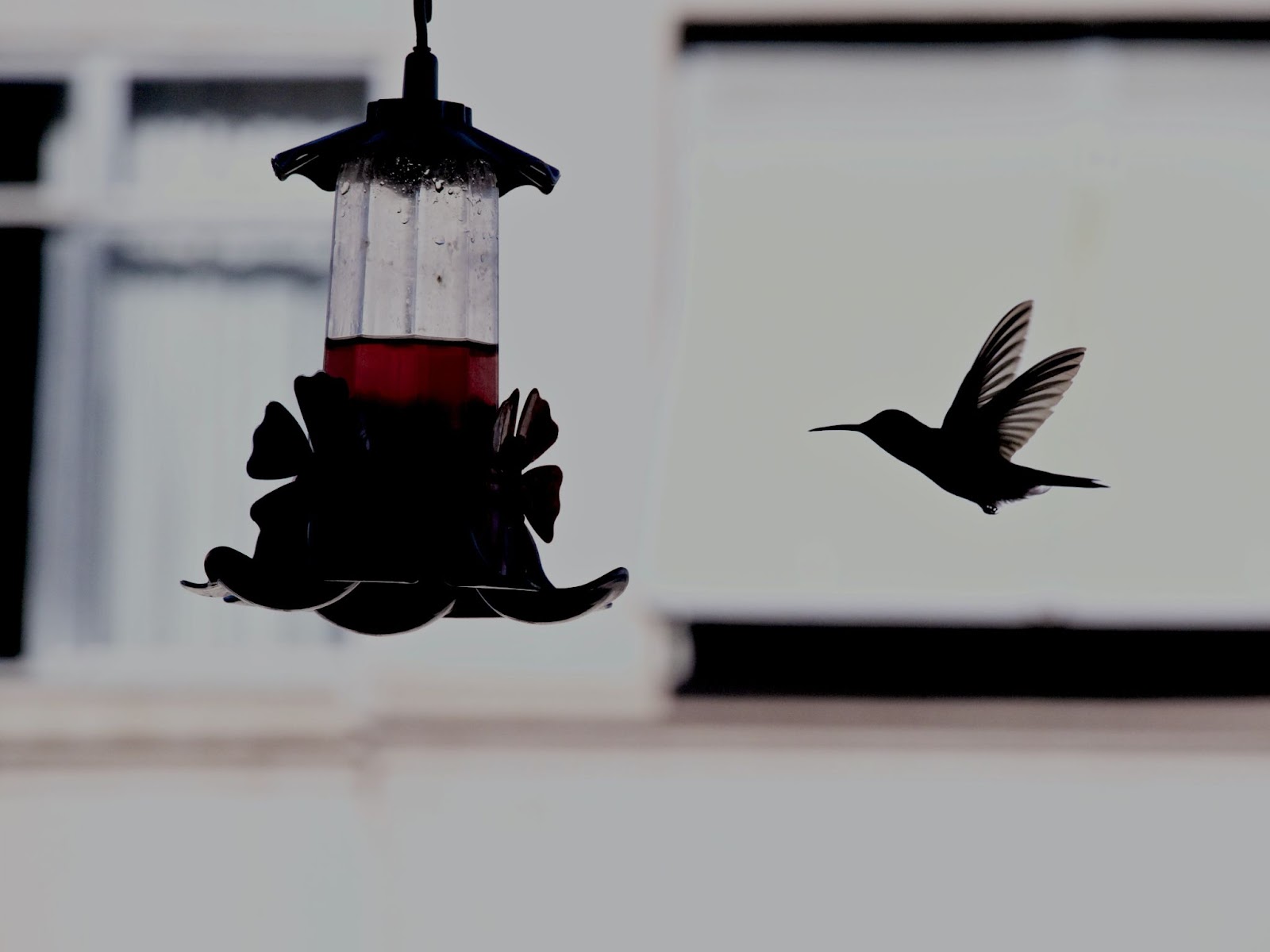 B&W photo of hummingbird flying towards chandelier 