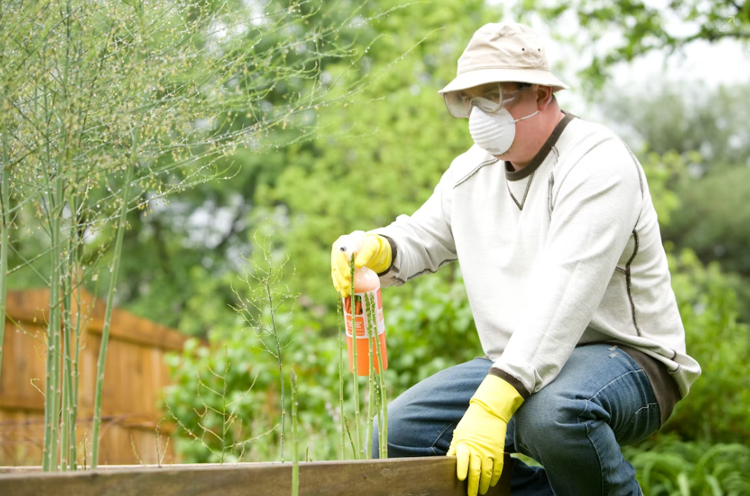A man disinfecting the garden area