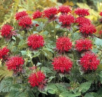 https://www.vitroflora.pl/img/produkty/rosliny/_big/monarda-fireball_79240_1.jpg
