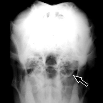 Rostrocaudal skull radiograph of a dog with left otitis media