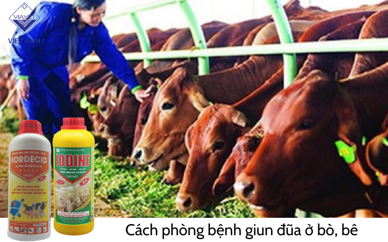Cách phòng bệnh giun đũa ở bò, bê