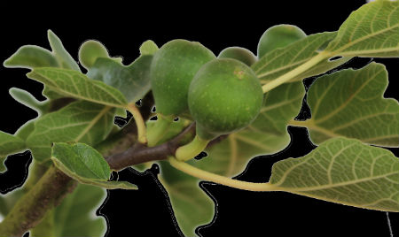 Frutos de bonsai Ficus Carica-iberbonsai
