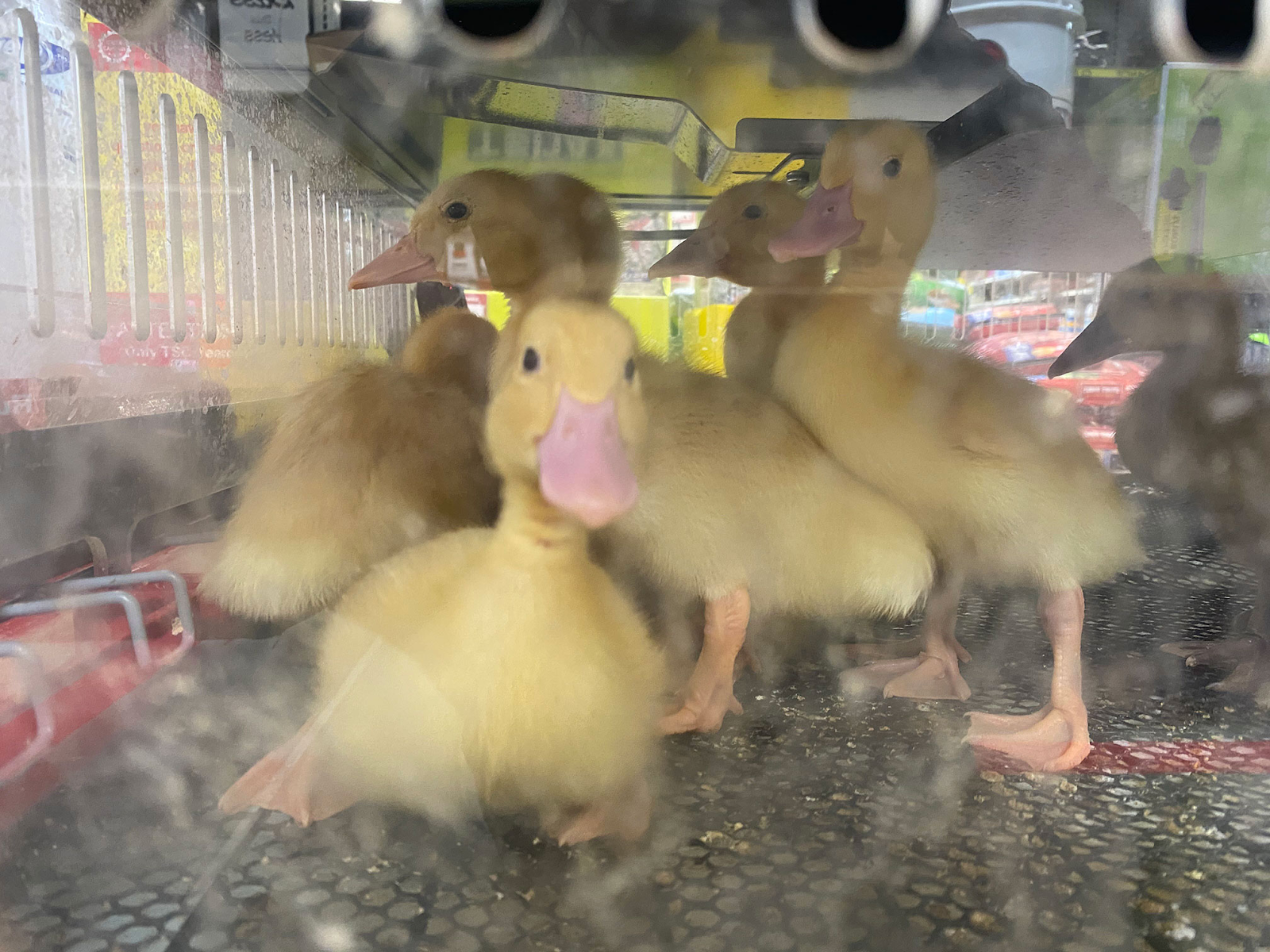 CAN I BUY A BABY DUCK?