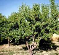 almond tree