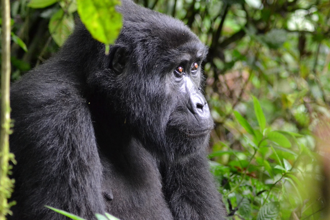 Gorila da montanha no Uganda