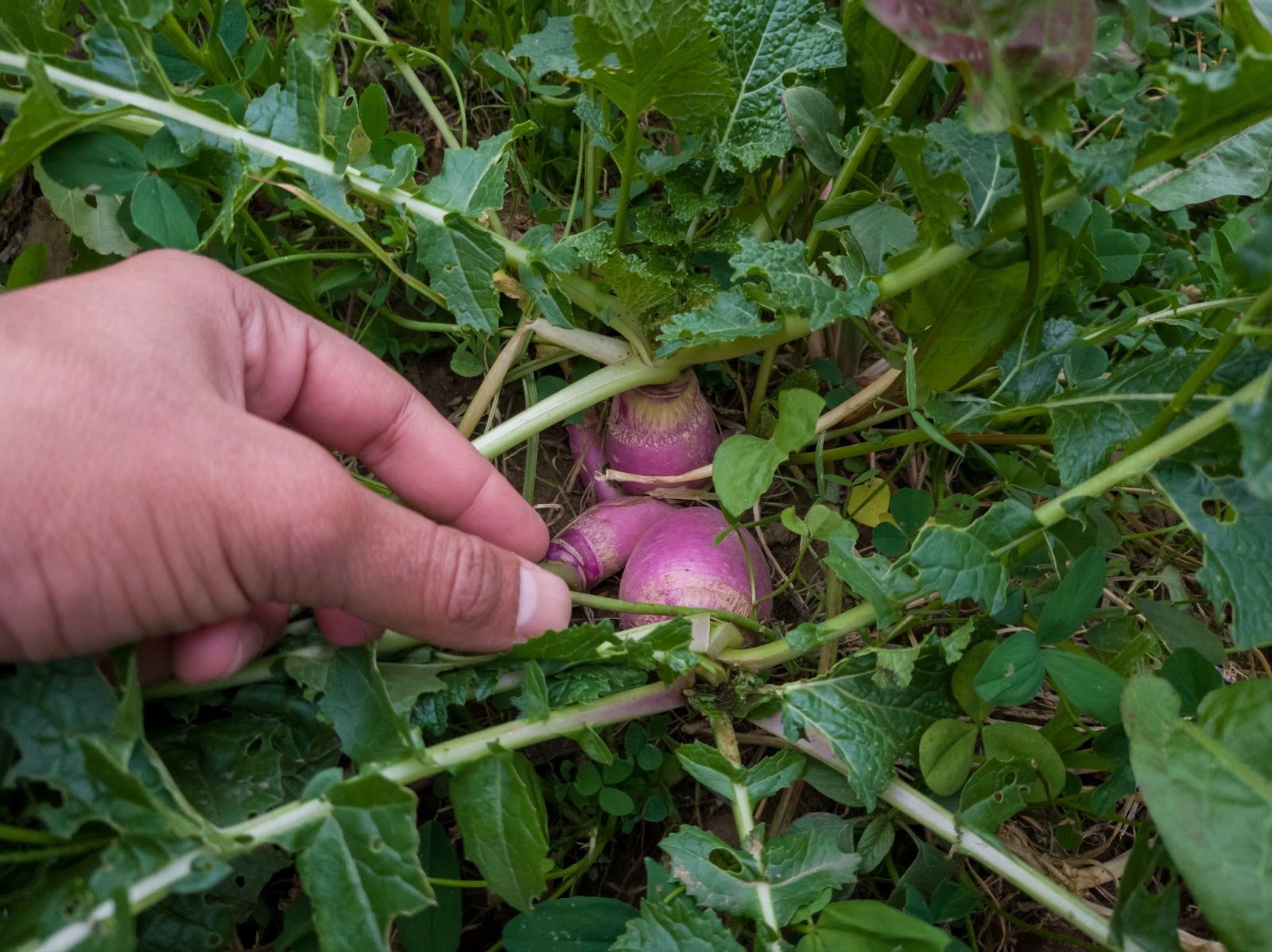 what-vegetables-to-plant-this-spring-and-autumn-1-million-women