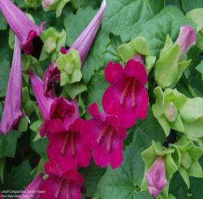 http://www.trialgardenspsu.com/image.php?name=photos/full/8722C_2015.JPG&finalsunshdave=4.3&cultivar=Lofos%AE%20Compact%20Rose&supplier=Suntory%20Flowers&shadepic=