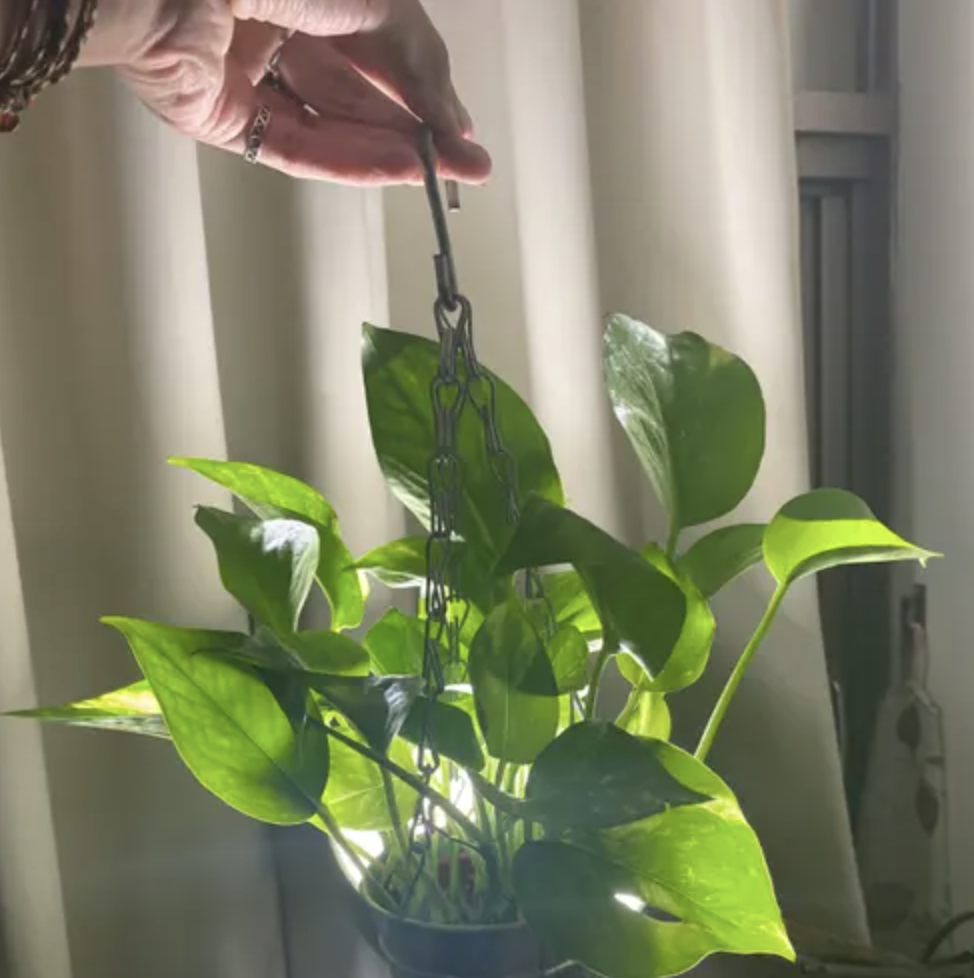 Are Pothos Toxic to Cats?