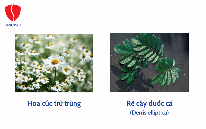 Các thuốc có nguồn gốc tự nhiên