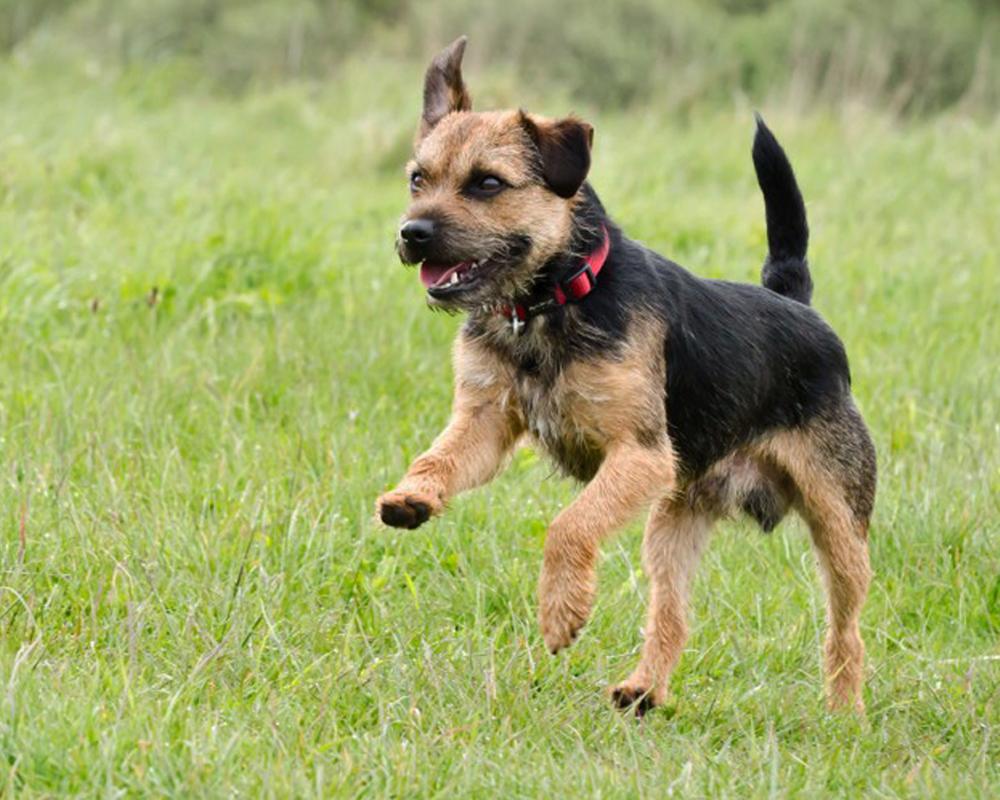 Бордер терьер (Border Terrier) - это игривая, энергичная и выносливая  порода собак. Описание, фото и отзывы.