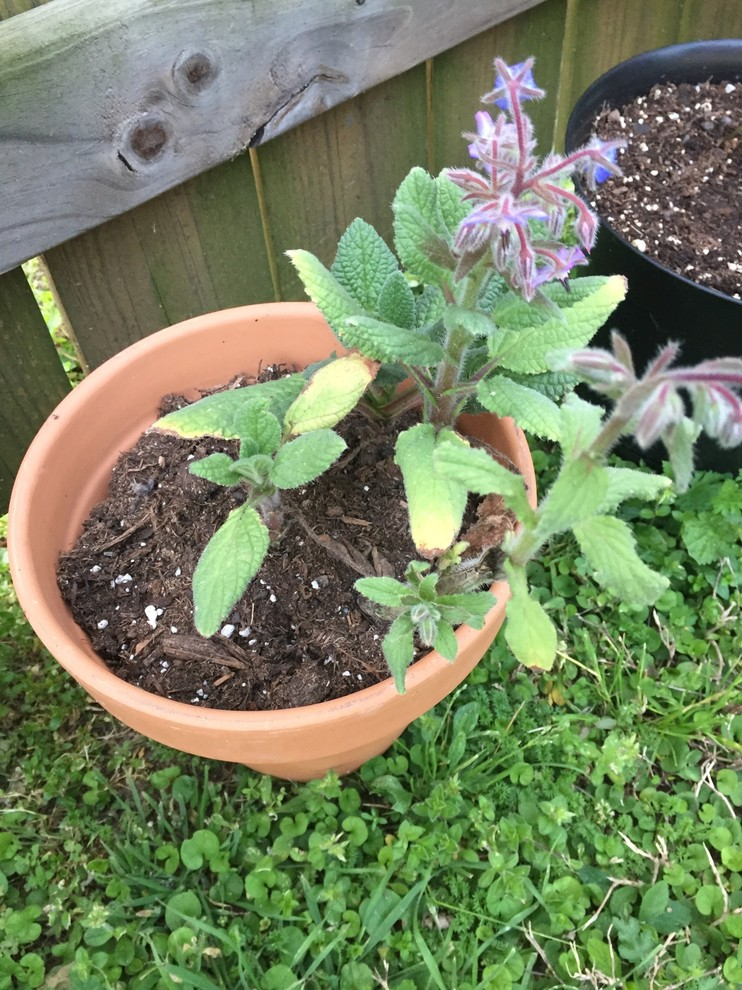 Borage