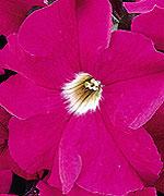 http://www.stokeseeds.com/uploads/product/40978/medium.jpg
