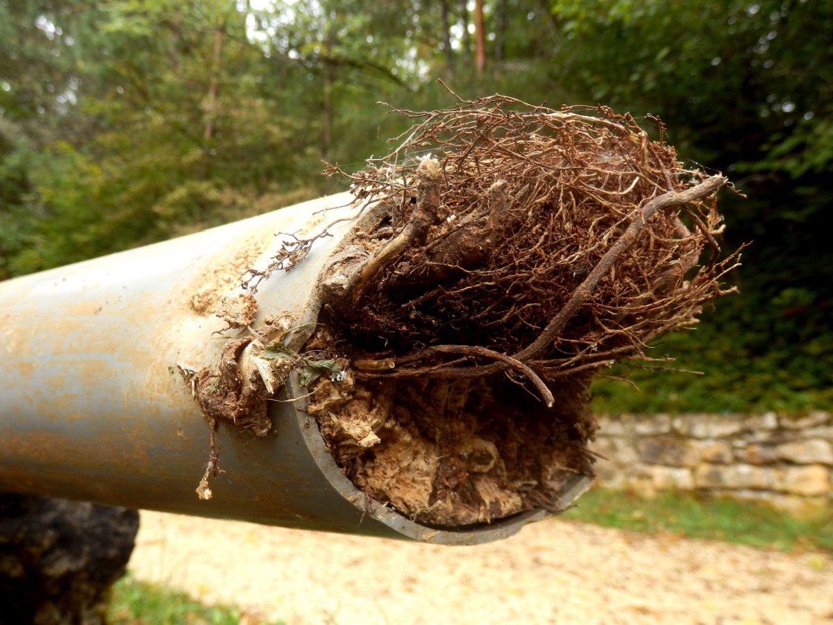 A pipe clogged with tree roots.