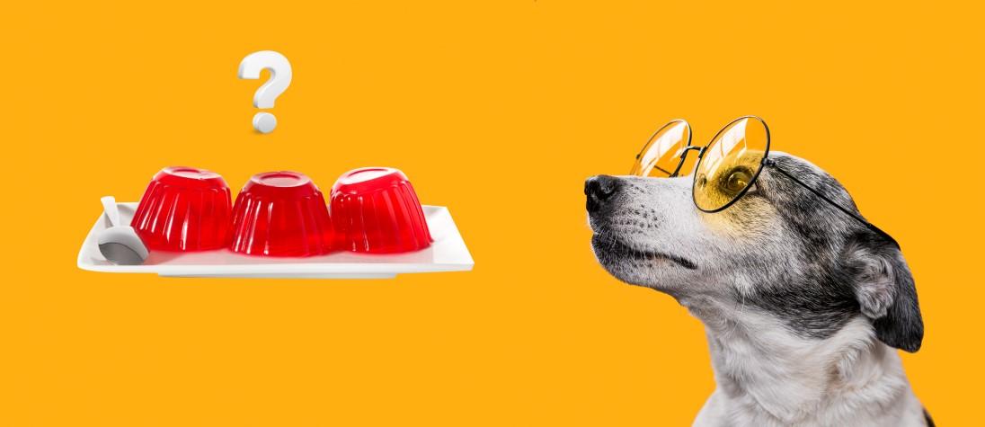 Can Dogs Eat Jelly - Everything You Need To Know