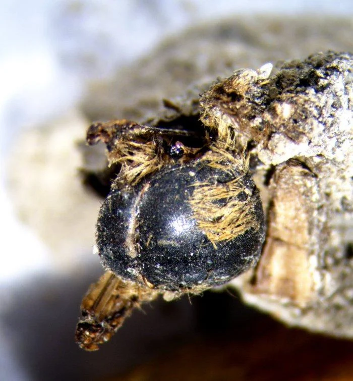 Strange and Rare Discovery: Hundreds of Mummified Bees from the Time of the Pharaohs Discovered in Portugal