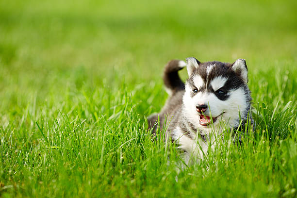 Husky Puppy By Nature