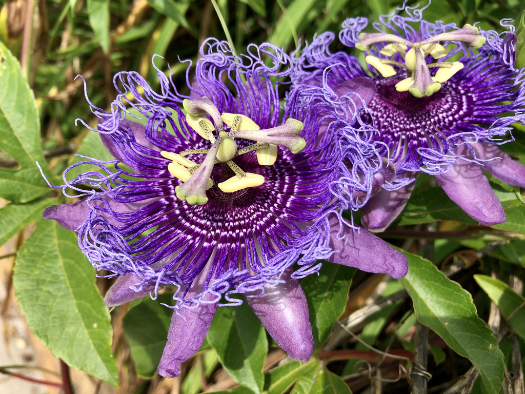 Passion Flower (Passiflora incarnata)