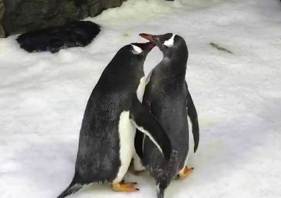 Image result for magic and sphen penguins