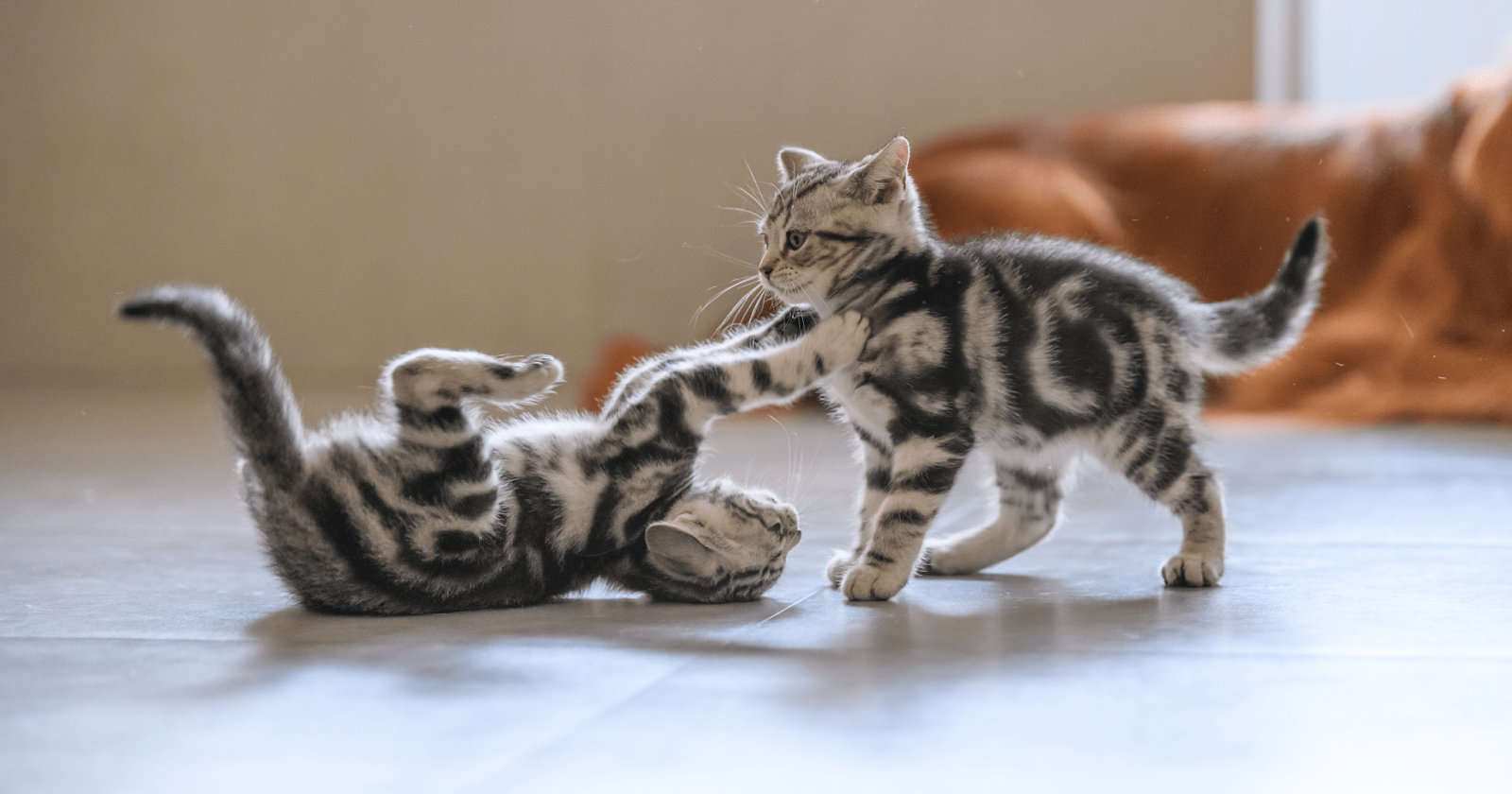 Two silver tabby kittens playing