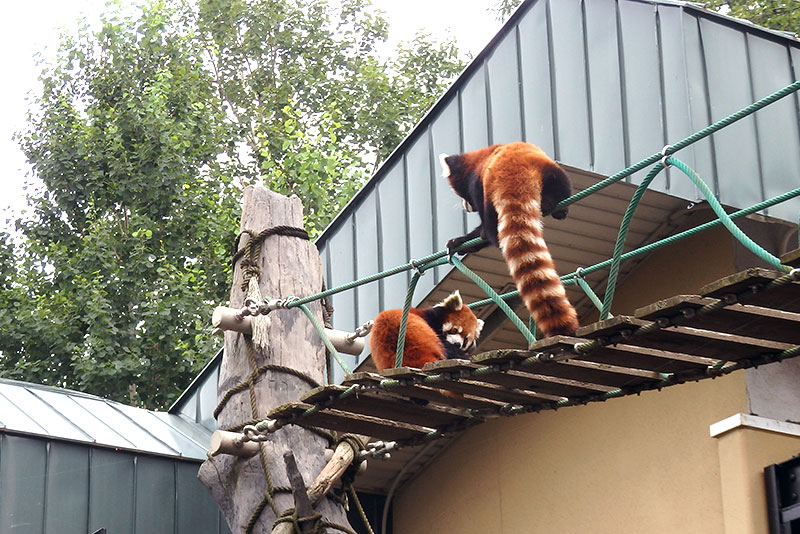 旭山動物園：レッサーパンダ館