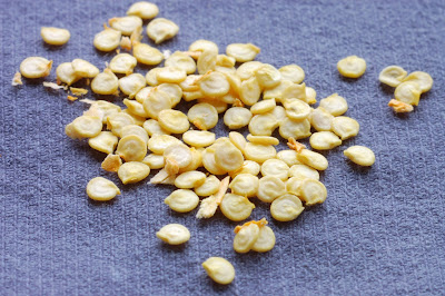 Old Seeds