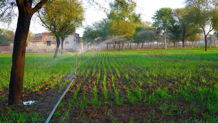 Picture of sprinklers in a field