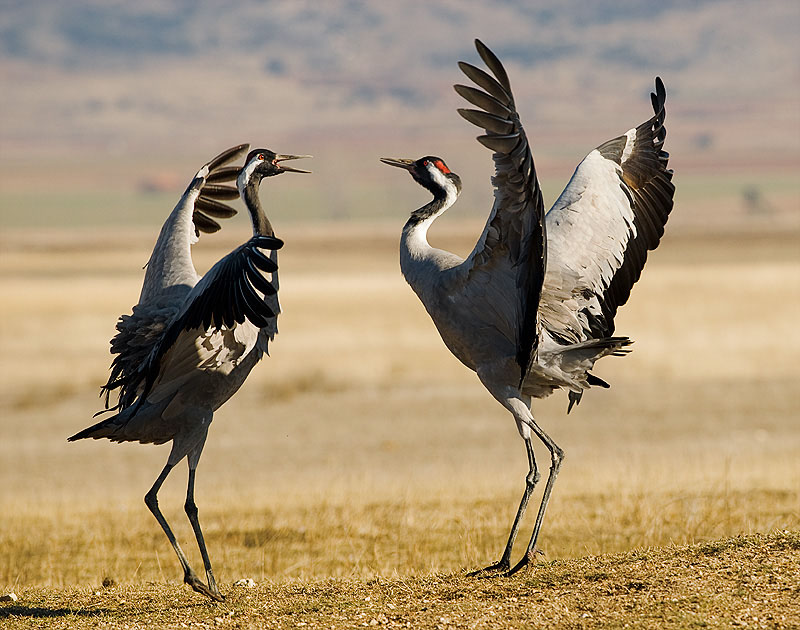 grulla-real