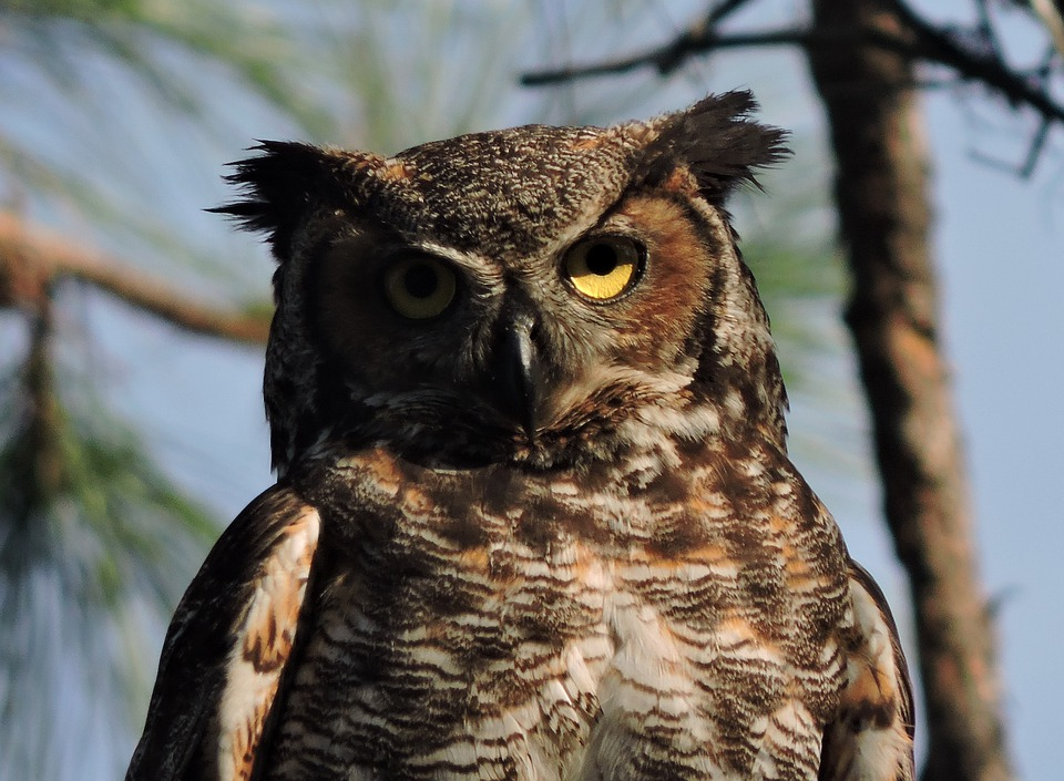 having a owl as a pet