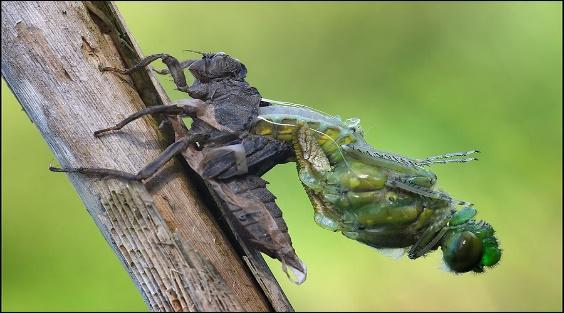 Resultado de imagen para mudas de insecto